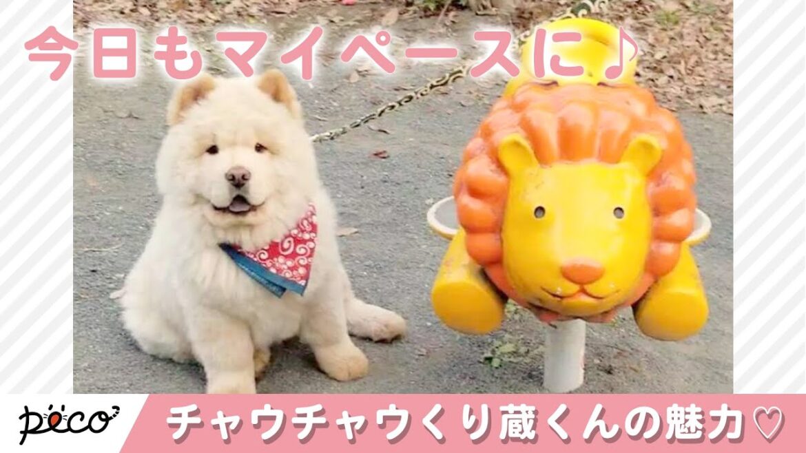 どこまでもマイペース‼︎🤣 チャウチャウのくり蔵君の魅力とは…⁉︎🌰 ✨【PECO TV】