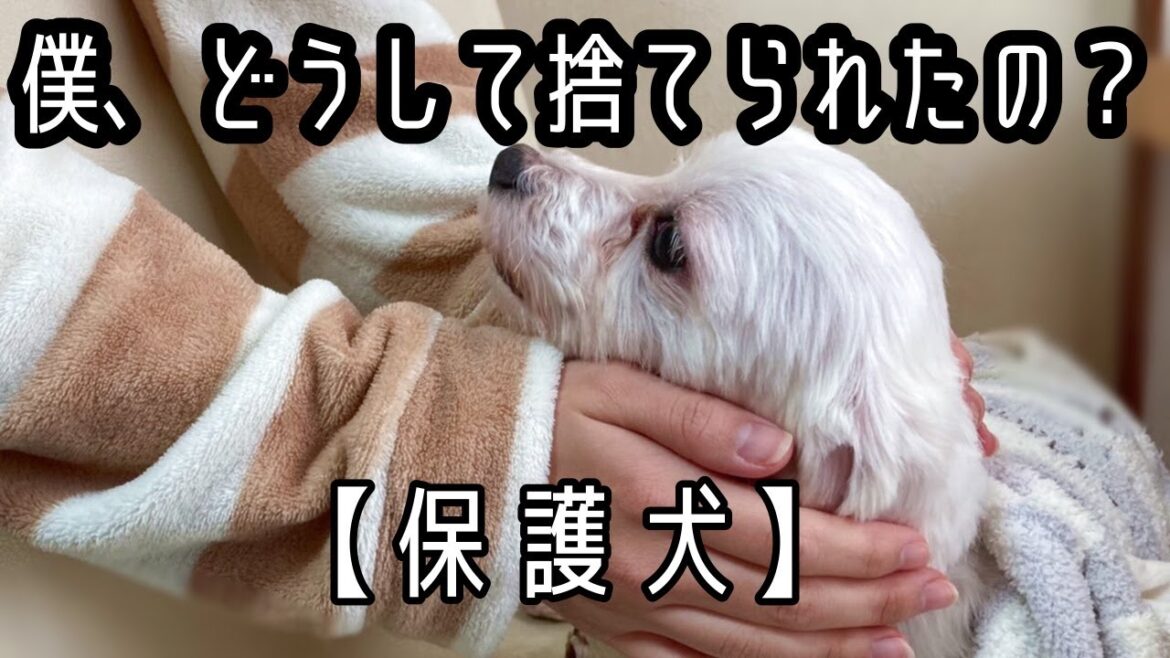【保護犬】悲惨な姿でレスキューされたマルチーズの男の子。もう大丈夫、きっと幸せになろうね・・・