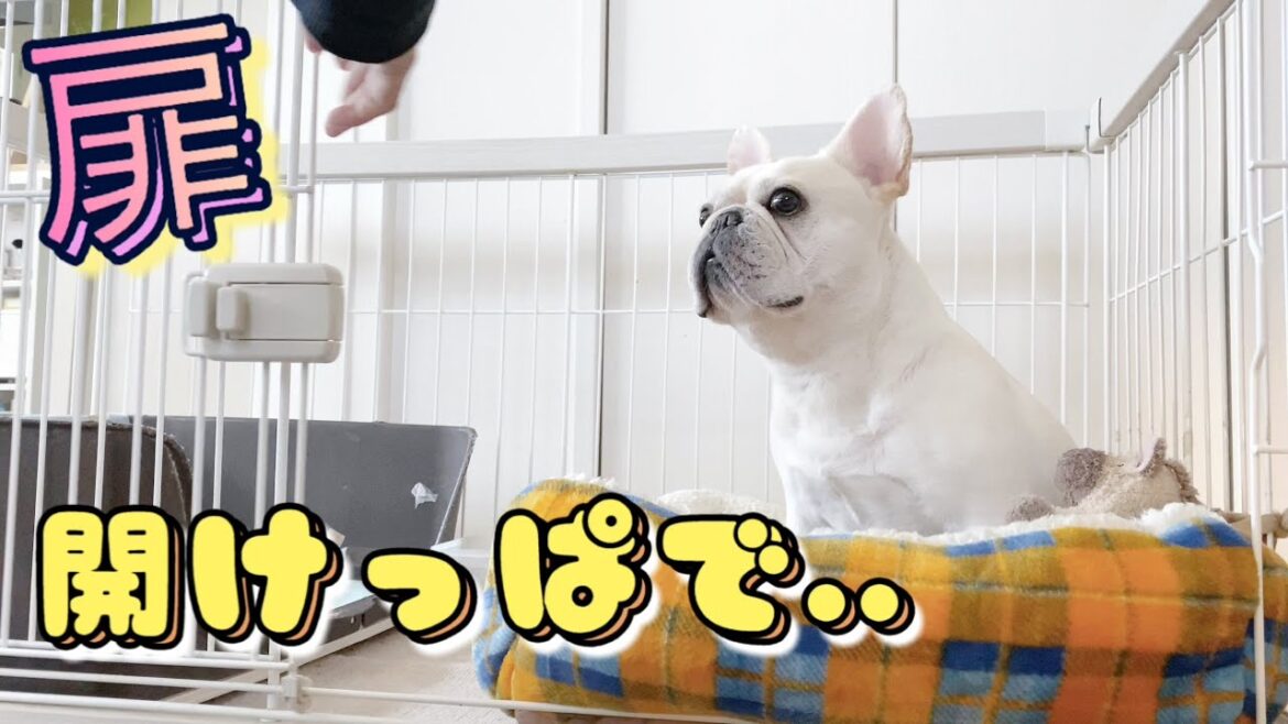 【検証】ケージの扉を開けっぱなしで出かけてみたwww【フレンチブルドッグ frenchbulldog】