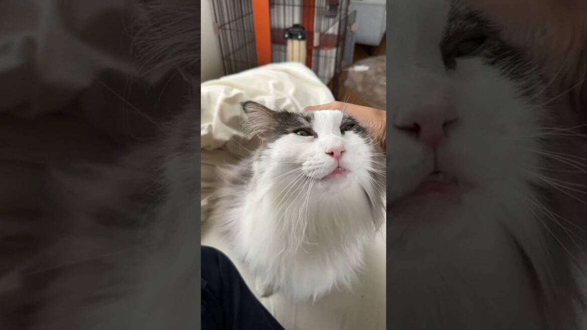 頭を撫でられ顔面崩壊する猫【メインクーン】#shorts