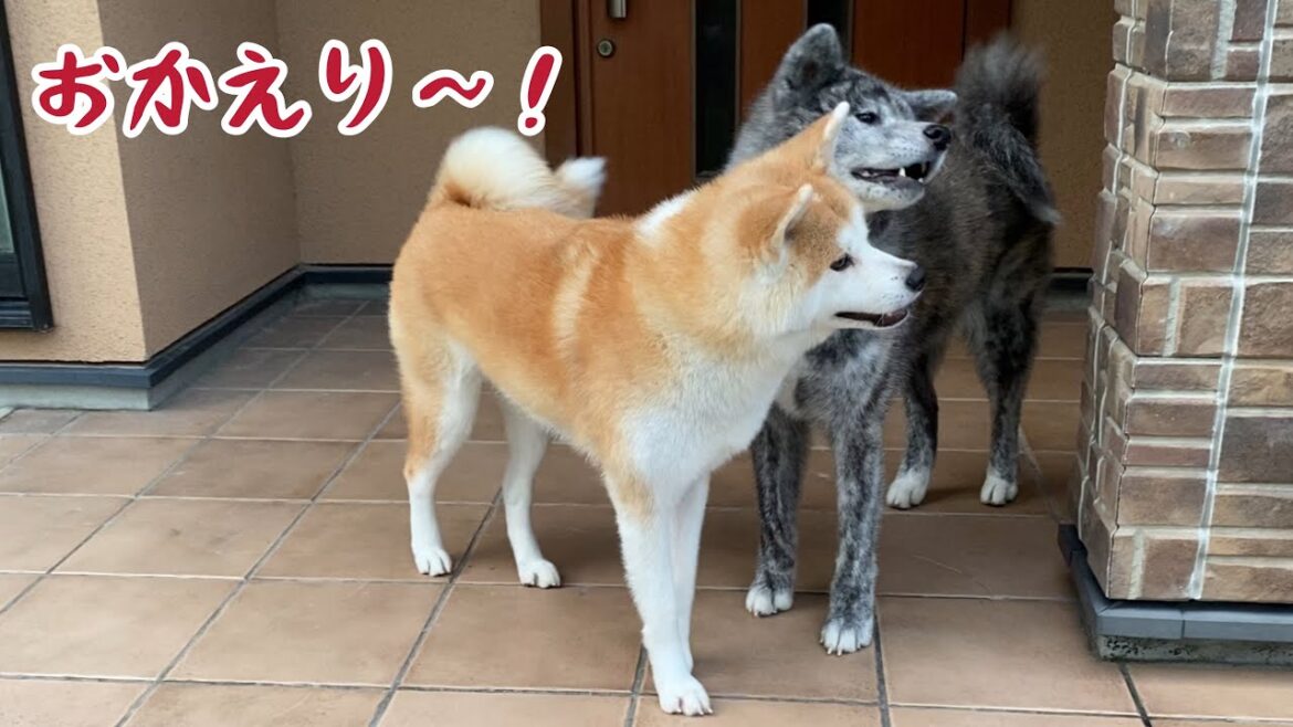 帰宅後の身体チェックがしつこ過ぎる秋田犬こむぎ【Akita-inu】