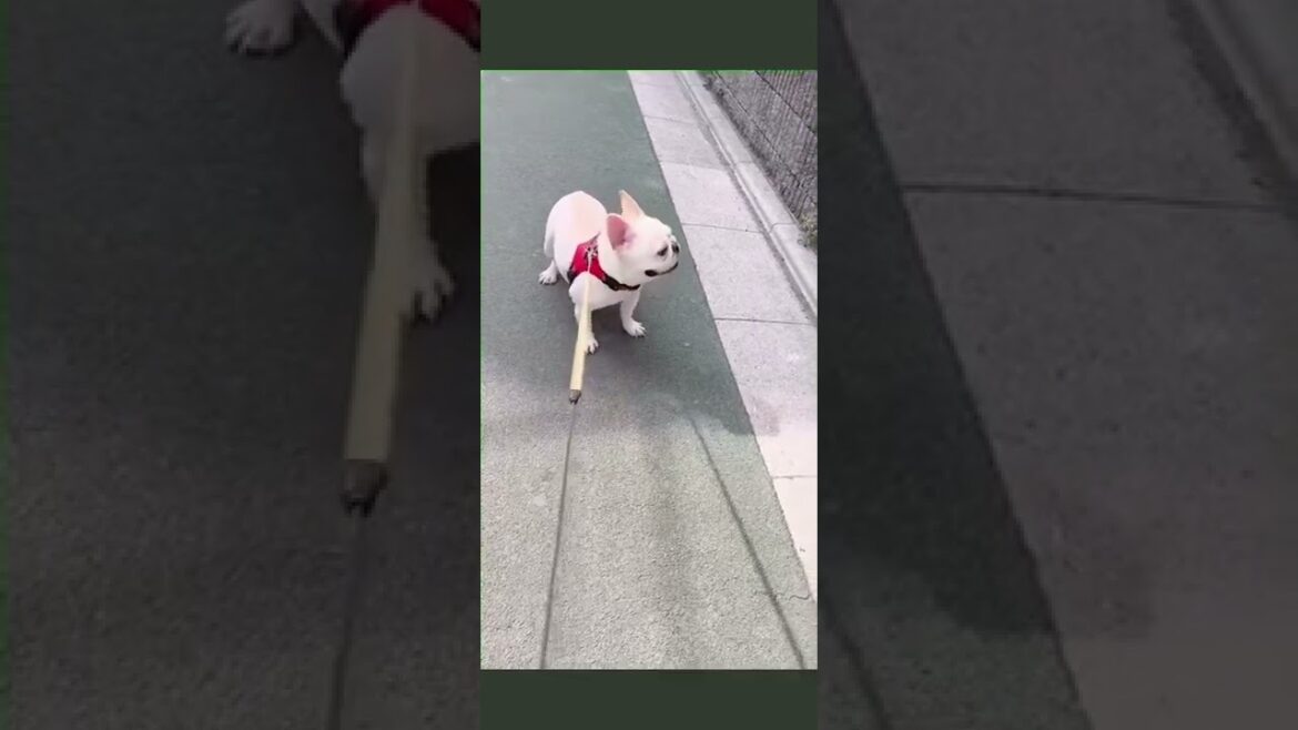 帰宅拒否！！！ #shorts 【フレンチブルドッグ frenchbulldog】