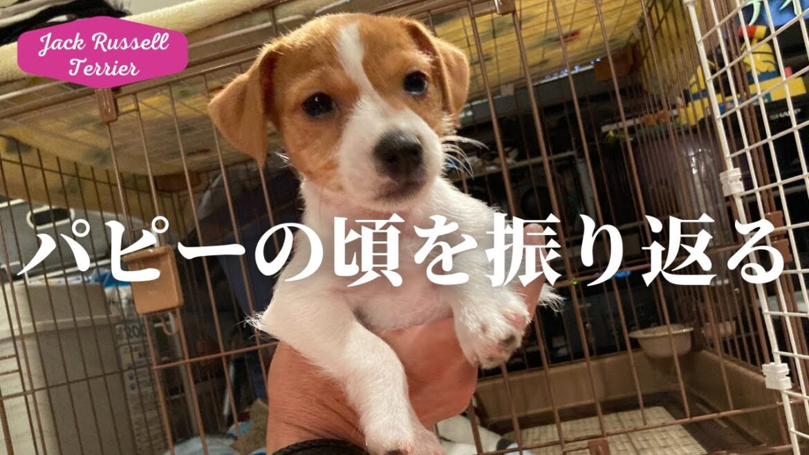 ジャックラッセルテリアの子犬をお迎えして1年 生後4ヶ月までのパピーの頃を振り返ってみる Jack Russell Terrier puppy