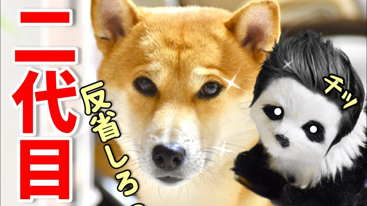 柴犬とパンダの意見が合わない日【あるじのステップ】