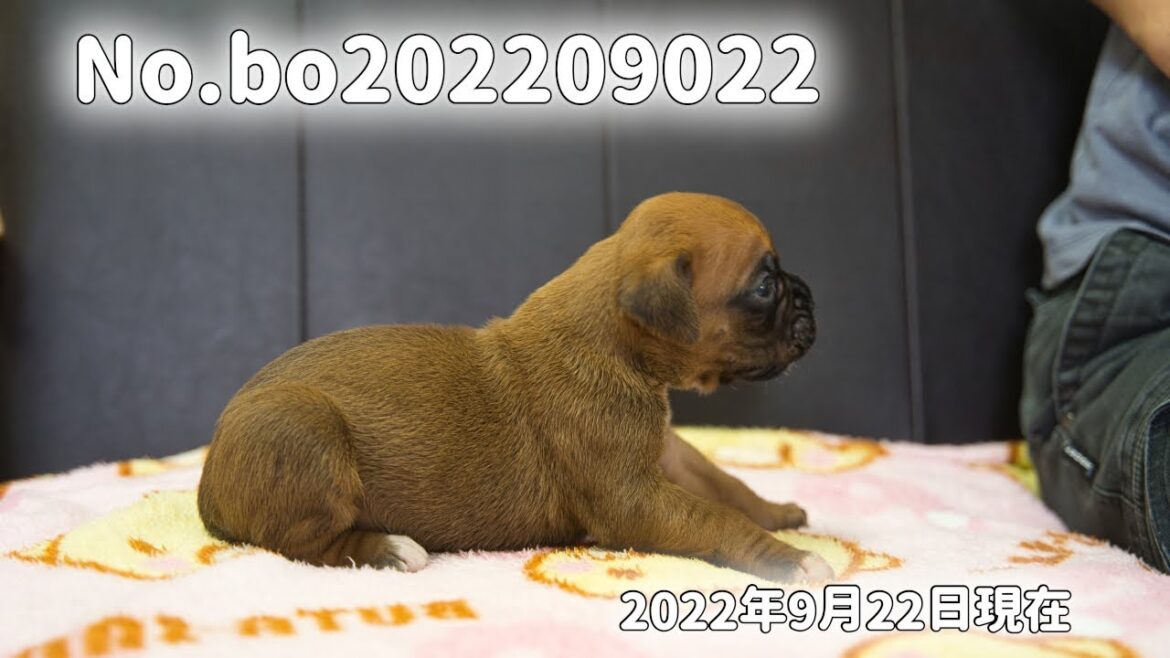 ボクサー犬の子犬販売 No.bo202209022 静岡県浜松市のブリーダー 2022年9月2日生 9月22日現在