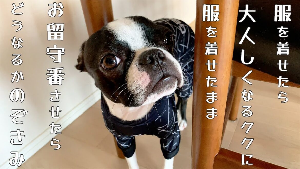 【ボストンテリア】洋服を着せたら大人しくなるククがお留守番したらどうなるのかのぞいてみた 【ボストンテリア】洋服を着せたら大人しくなるククがお留守番したらどうなるのかのぞいてみた