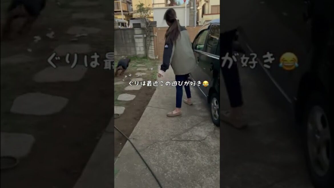 【超大型犬】運動神経の悪いママとロットワイラーのガチンコ追いかけっこ #shorts