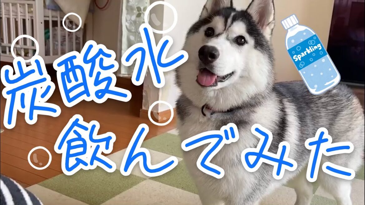 炭酸水にびびるシベリアンハスキー