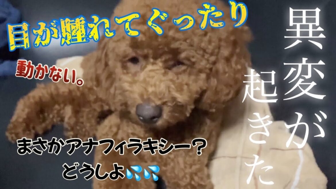 【アナフィラキシーに要注意】夜間救急へ。ワクチン接種後に目が開かず動かなくなった。【トイプードル】 【アナフィラキシーに要注意】夜間救急へ。ワクチン接種後に目が開かず動かなくなった。【トイプードル】