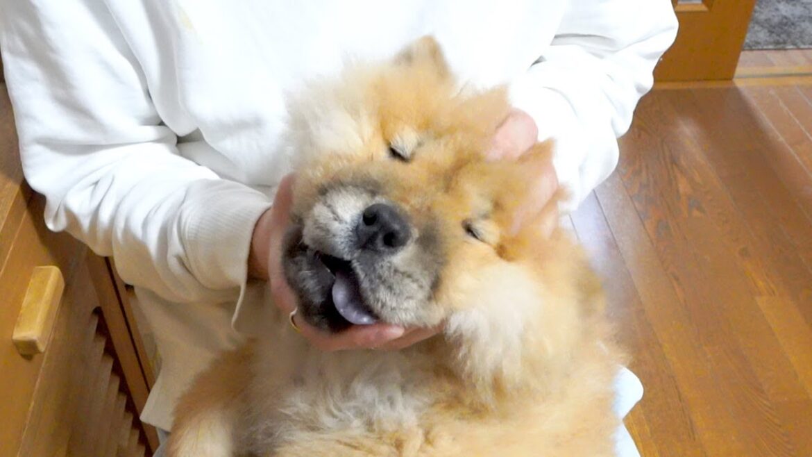 飼い主にもてあそばれるチャウチャウ犬がかわいすぎるw