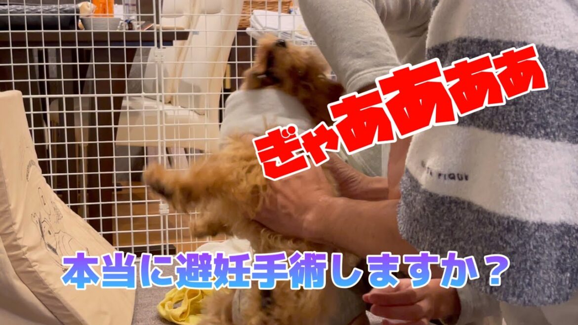 【壮絶！大号泣】避妊手術後2~3日の過酷なリアル 愛犬のトイプードルの様子
