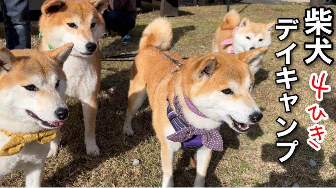 柴犬チビーズ4匹に最高に癒されました！