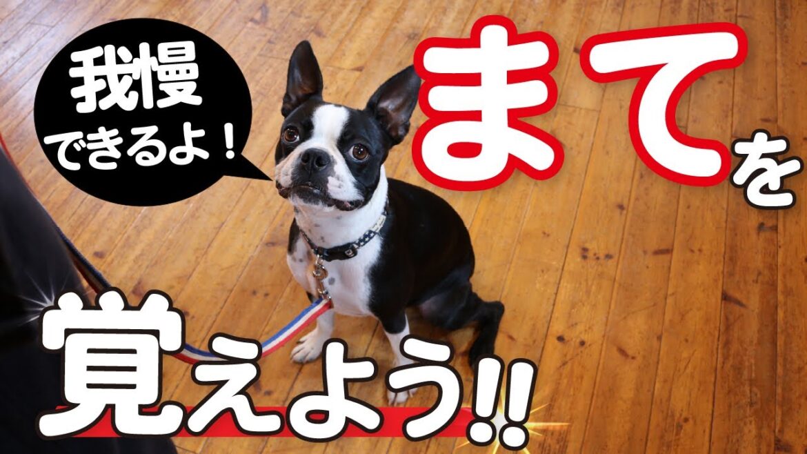 【ボストンテリア】普段から使える「待て」のコツ！【犬、しつけ】