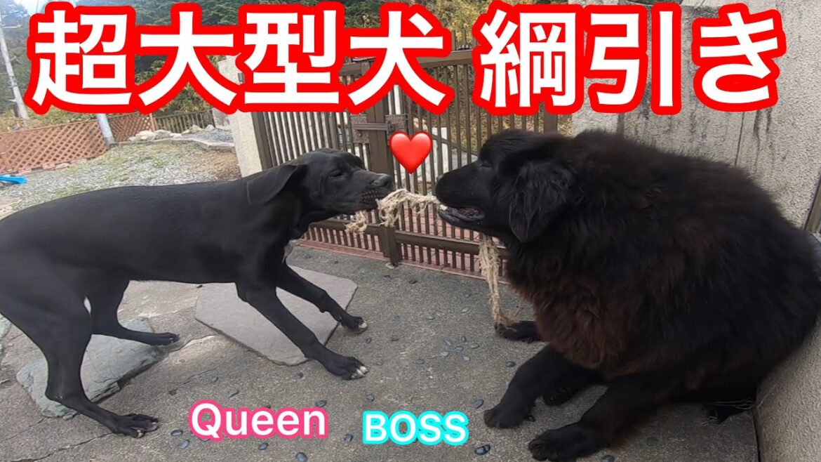 BOSS＆Queenの綱引き💪(  ˙꒳​˙💪  ) 超大型犬 ニューファンドランド ボス君 グレートデーン クィーンちゃん Giantdog newfoundlanddog GreatDane