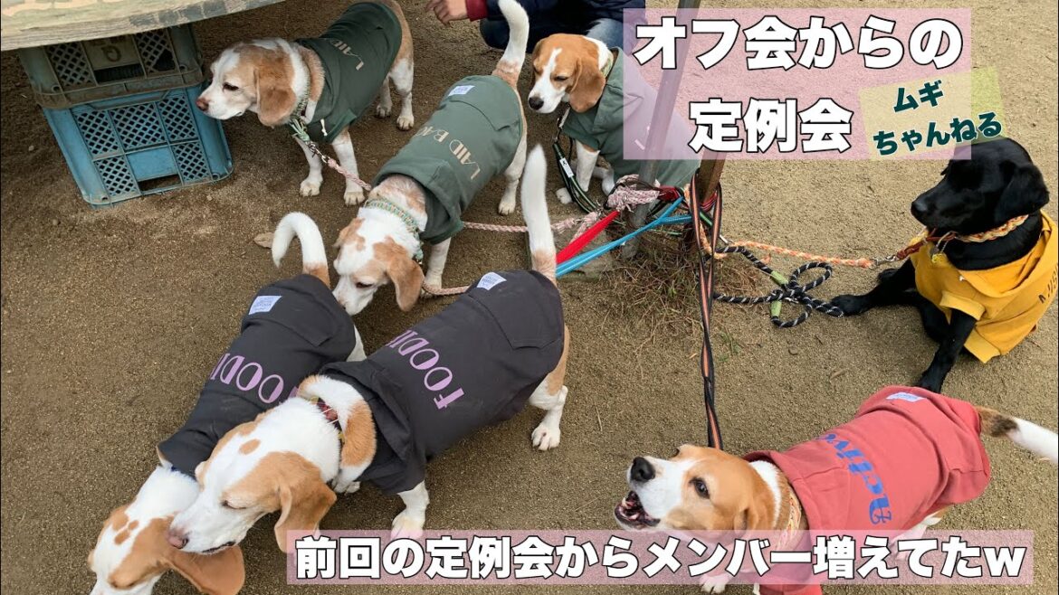 【ビーグル】宗像のドッグランにてオフ会そして定例会♪