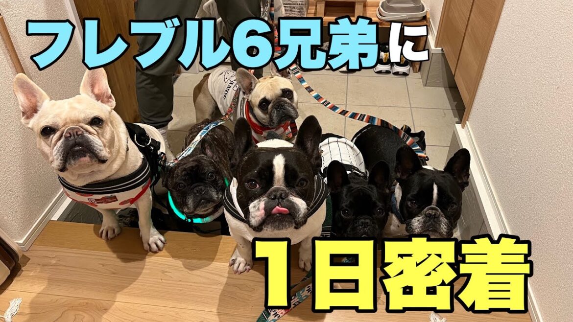 【1日密着】家にフレンチブルドッグが6頭いるってどんな感じ？