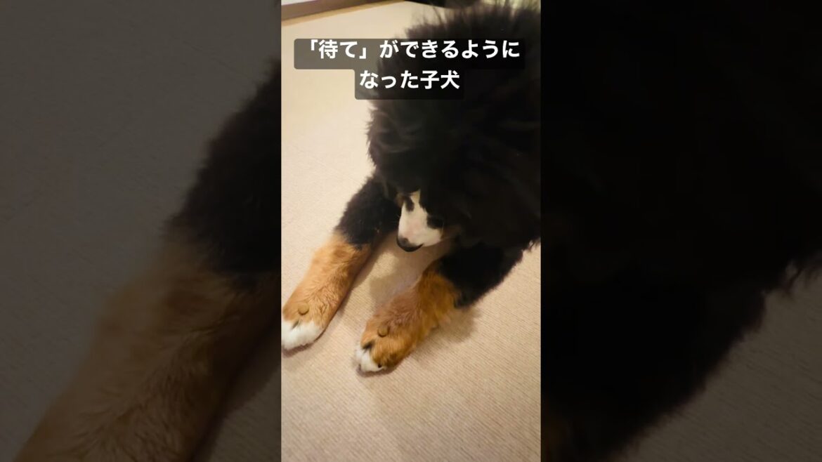 「待て」を覚えたバーニーズマウンテンドックの子犬