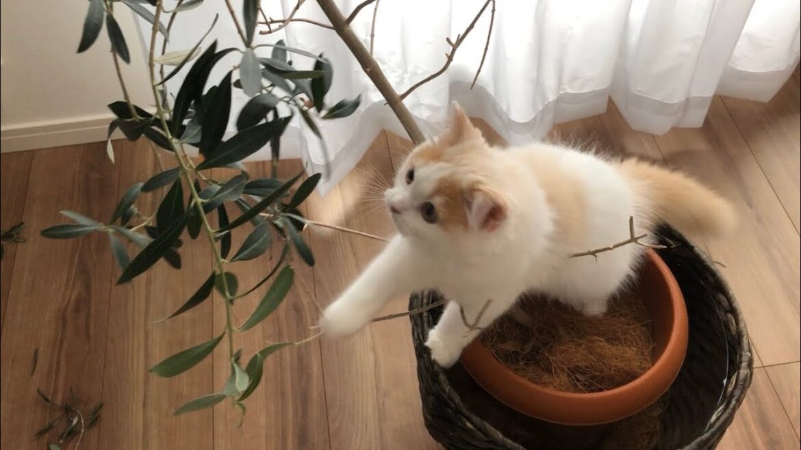 子猫の行動に困っています【スコティッシュフォールド】しつけ