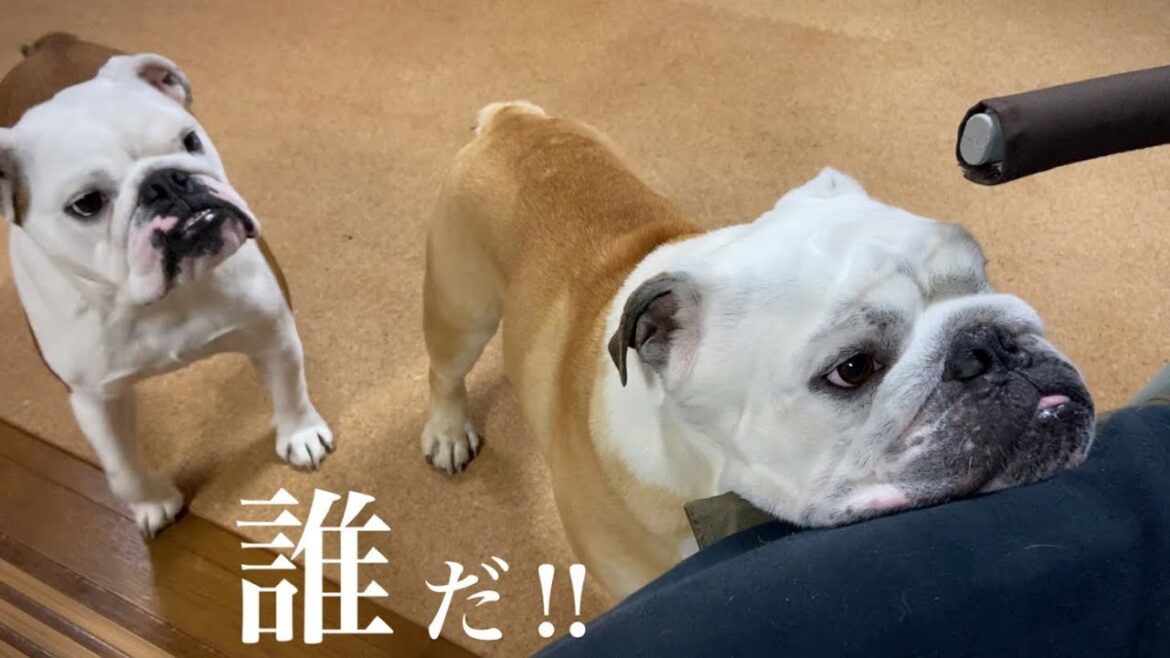【おはぶる】ワールドカップ日本代表戦‼︎我が家のルーティンに興味深々のブルドッグのぶるまる＆まるこ