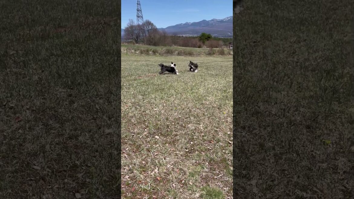 【田舎暮らし】自然のドックラン｜仲良しビアデットコリー｜ beardedcollie