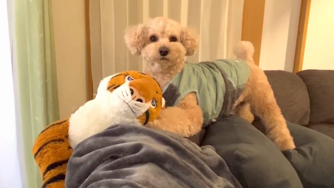 久々にライバルのトラさんと再会した大きいトイプードル【デカプー】【トイプードルのロアくん】【toy poodle】