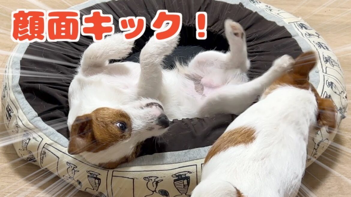 遊んでもらってるのに兄犬に顔面キックをする不届き者な子犬/ジャックラッセルテリア/多頭飼い