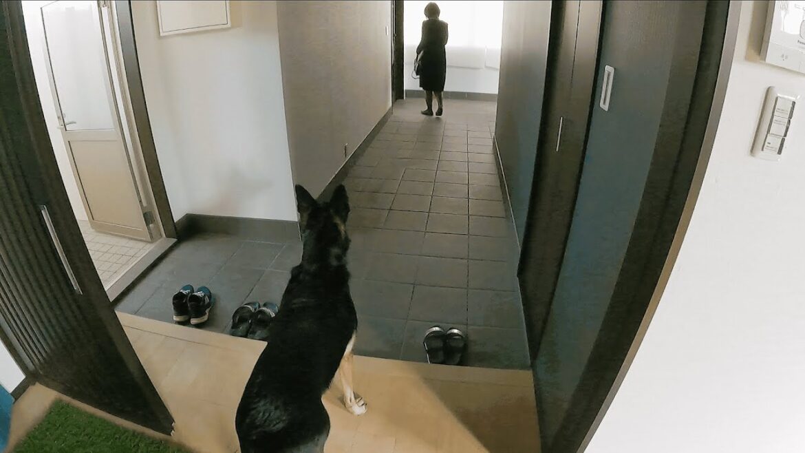 大好きなママがいない夜、愛犬とオヤジの涙のお留守番【ジャーマンシェパード】