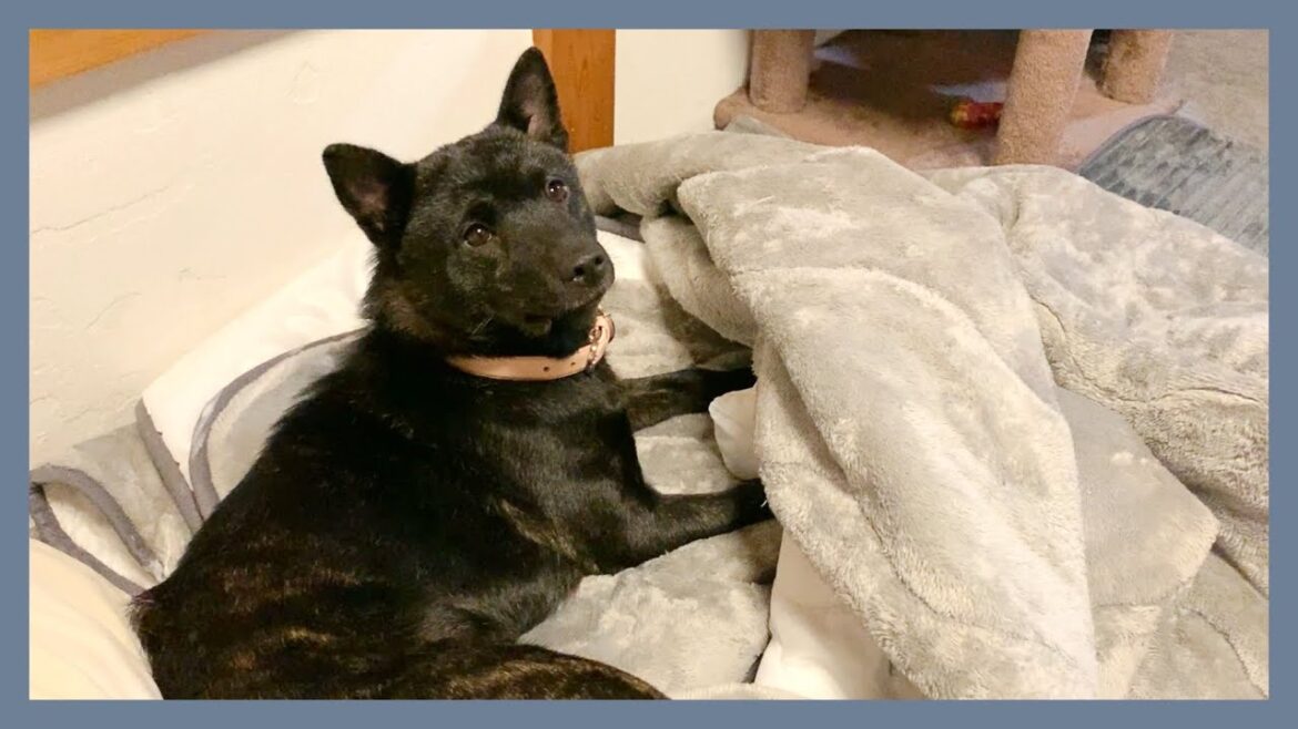 【甲斐犬】｢何もしてないですけど？｣ イタズラを得意のキョトン顔で無かったことにする子犬