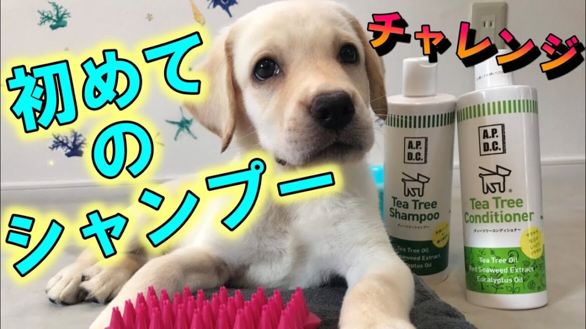 挑戦！初めてのシャンプー　～ラブラドールレトリーバー～