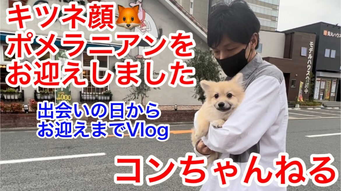 【キツネ顔🦊ポメラニアン】のコンちゃんをお迎えしました‼︎初めての犬🐕との生活/生後5ヶ月半/オス/ポメラニアン/クリーム色/犬とウサギ🐰🐰生活