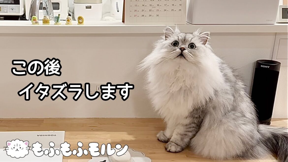 最後まできっちりイタズラする猫をご覧ください 【サイベリアン】