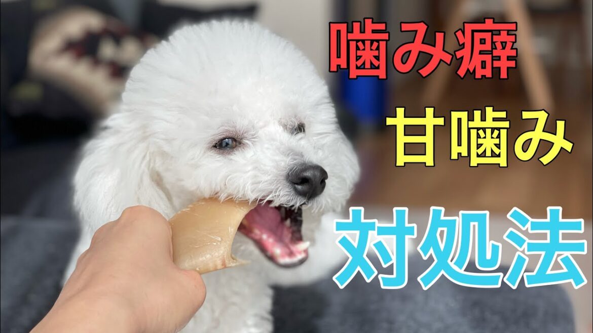 【犬の噛み癖を直す方法】プロ伝授！犬の甘噛み、噛み癖のしつけ方