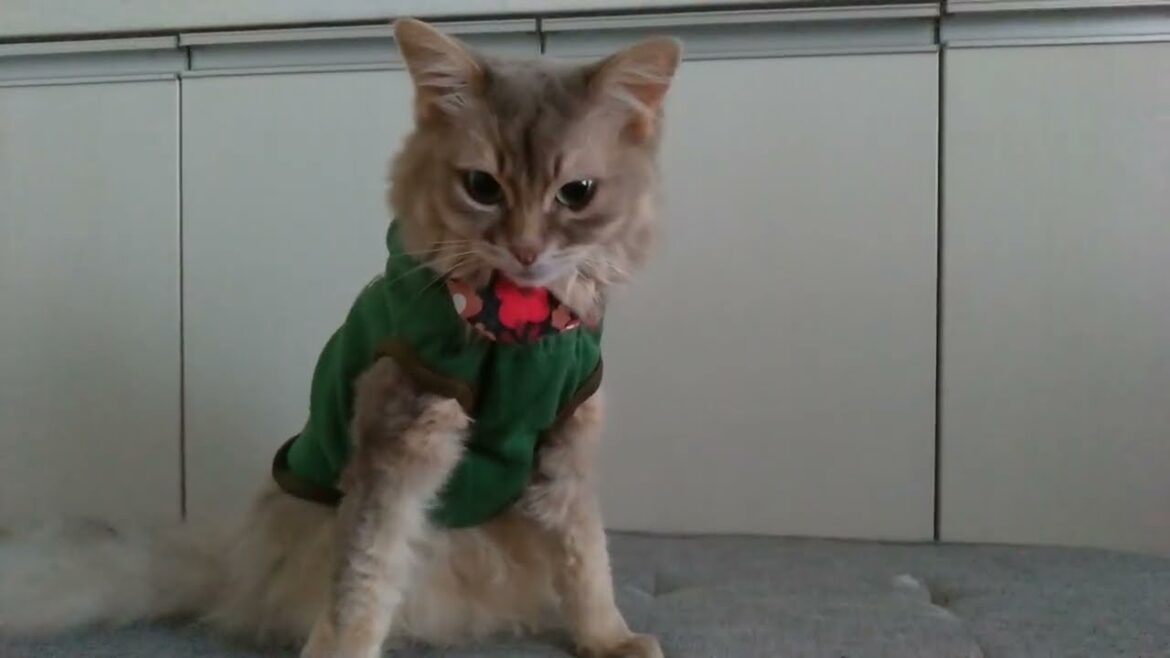 ソマリ　猫　９歳