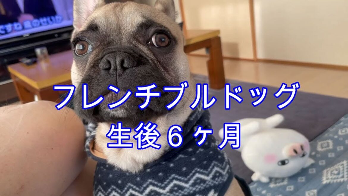 生後6ヶ月のフレンチブルドッグ 生後6ヶ月のフレンチブルドッグ