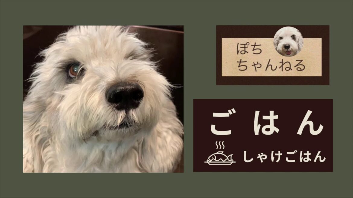 ごはんとおかずは別々派？ おさかな大好き犬！ぽちのごはん♪