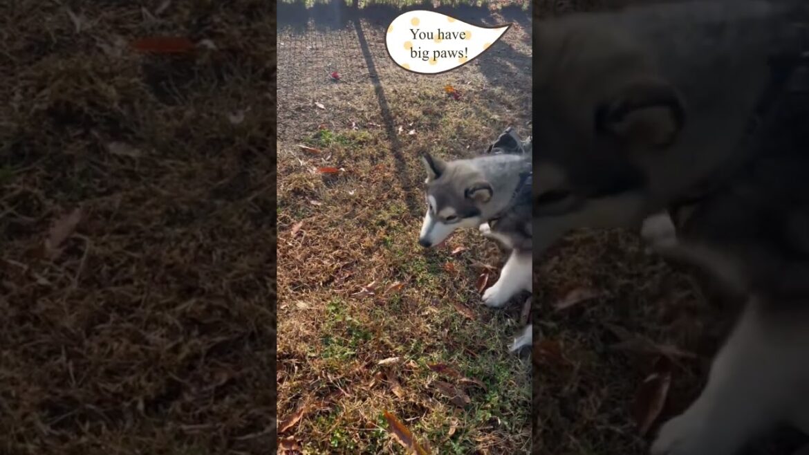 Alaskan Malamute, Sherlock! Vol.3 ふーちゃんの体当たりを受ける💦『333』Plotthound Moo, Qoo & Hoo @Plott Life