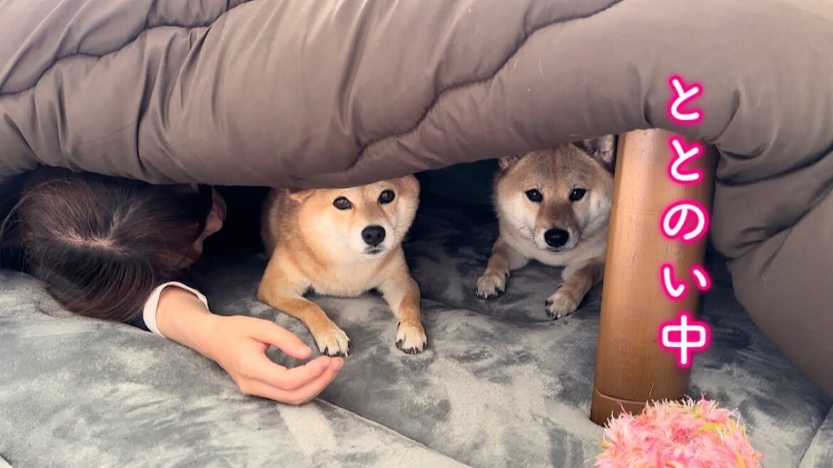 愛犬が消えたと思ったら…こたつサウナでととのい始めた柴犬が可愛すぎました