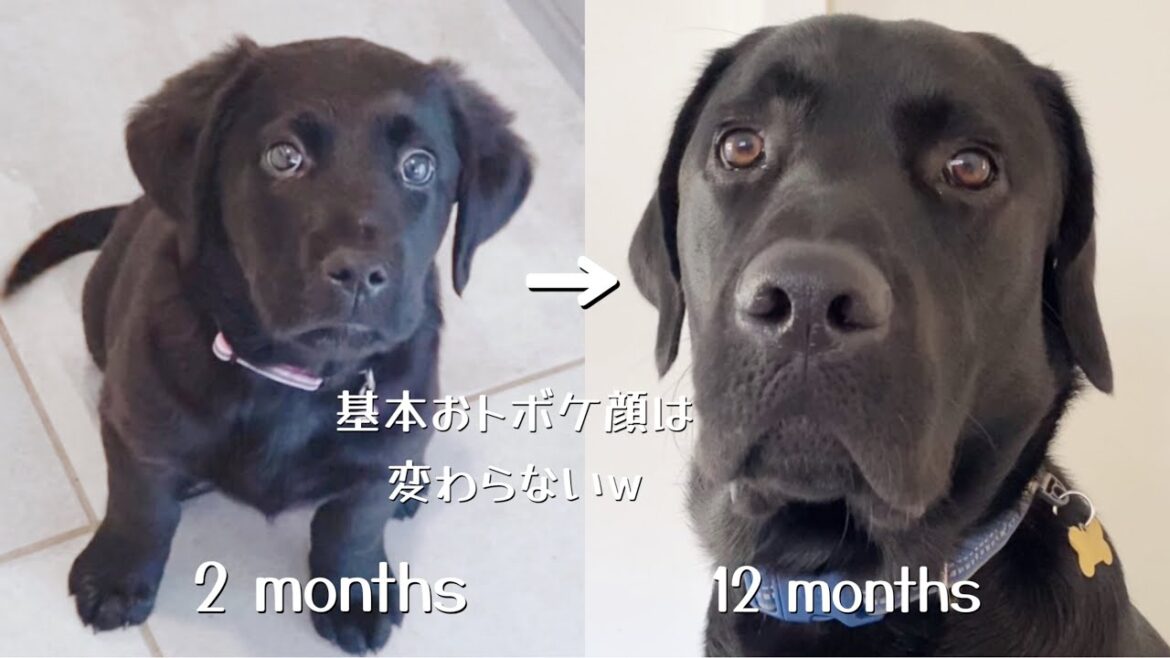 【成長記録】祝1歳ますます愛おしいラブラドールレトリバー 大型犬