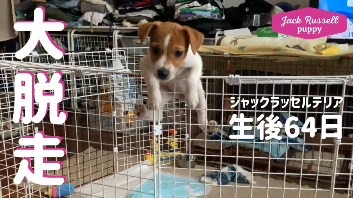 【大脱走】ジャックラッセルテリアの女の子マーレ　子犬 Jack Russell Terrier puppy