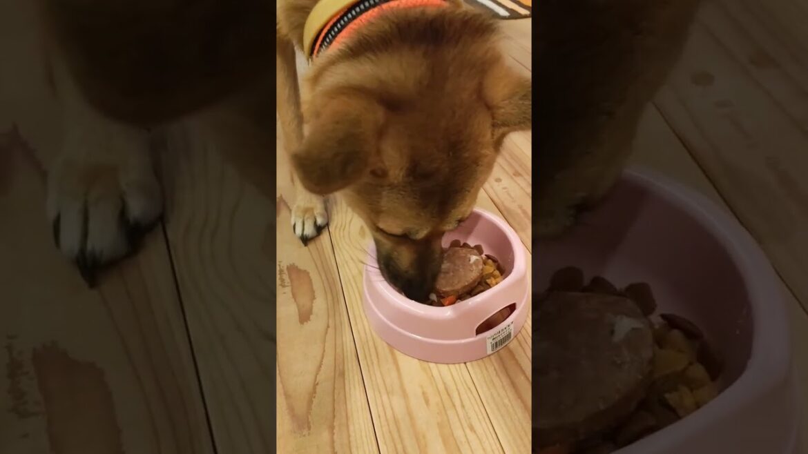 誕生日のハンバーグ #shorts