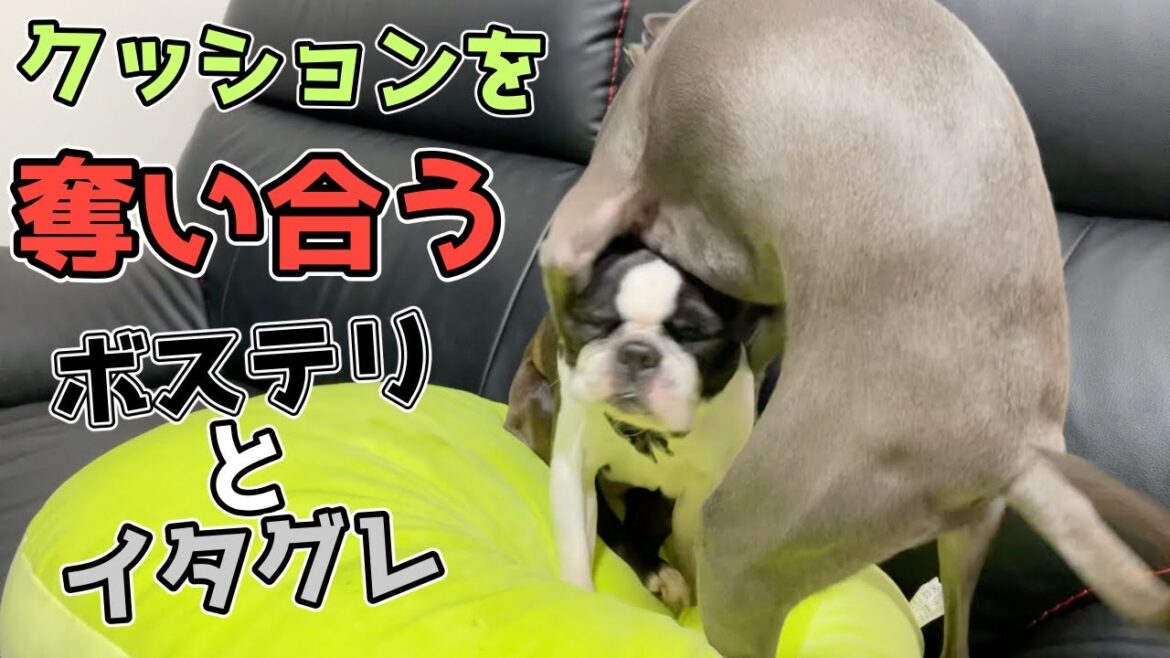破壊神のふたりにもちもちクッションあげてみた【ボストンテリアとイタグレ】Boston terrier & Italian greyhound