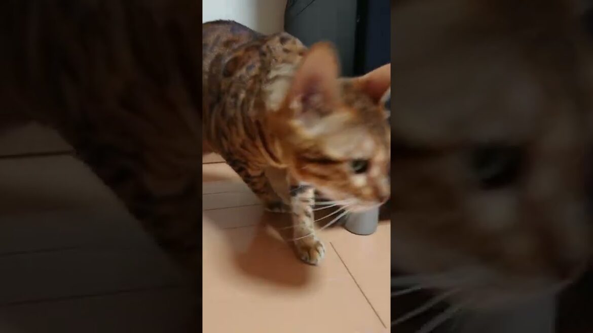 ハッスルしてるベンガル猫 ハッスルしてるベンガル猫