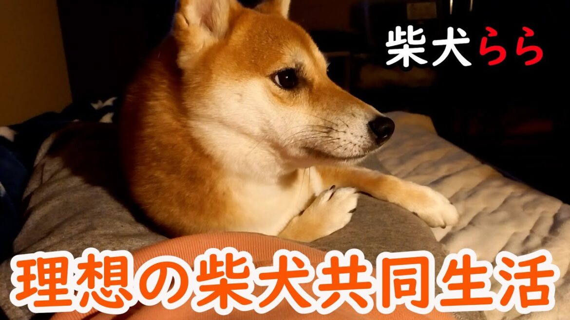 理想の柴犬共同生活