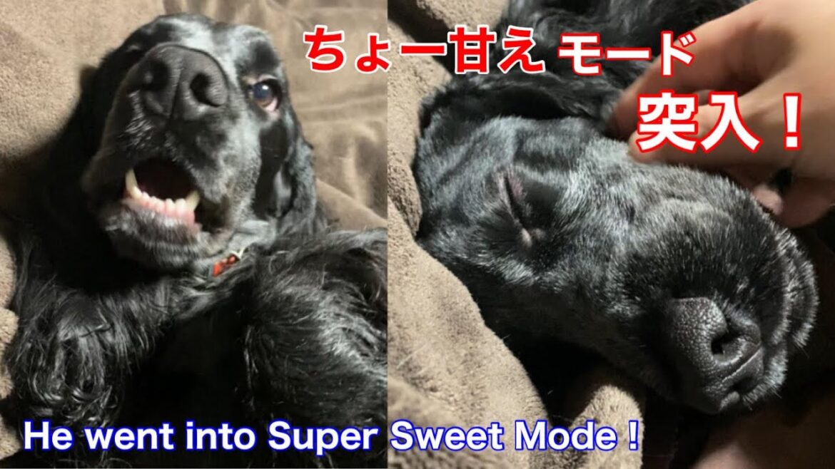 【ショート動画】ちょー甘えモードに突入するイングリッシュコッカースパニエル【ちよ君】癒し  #Shorts
