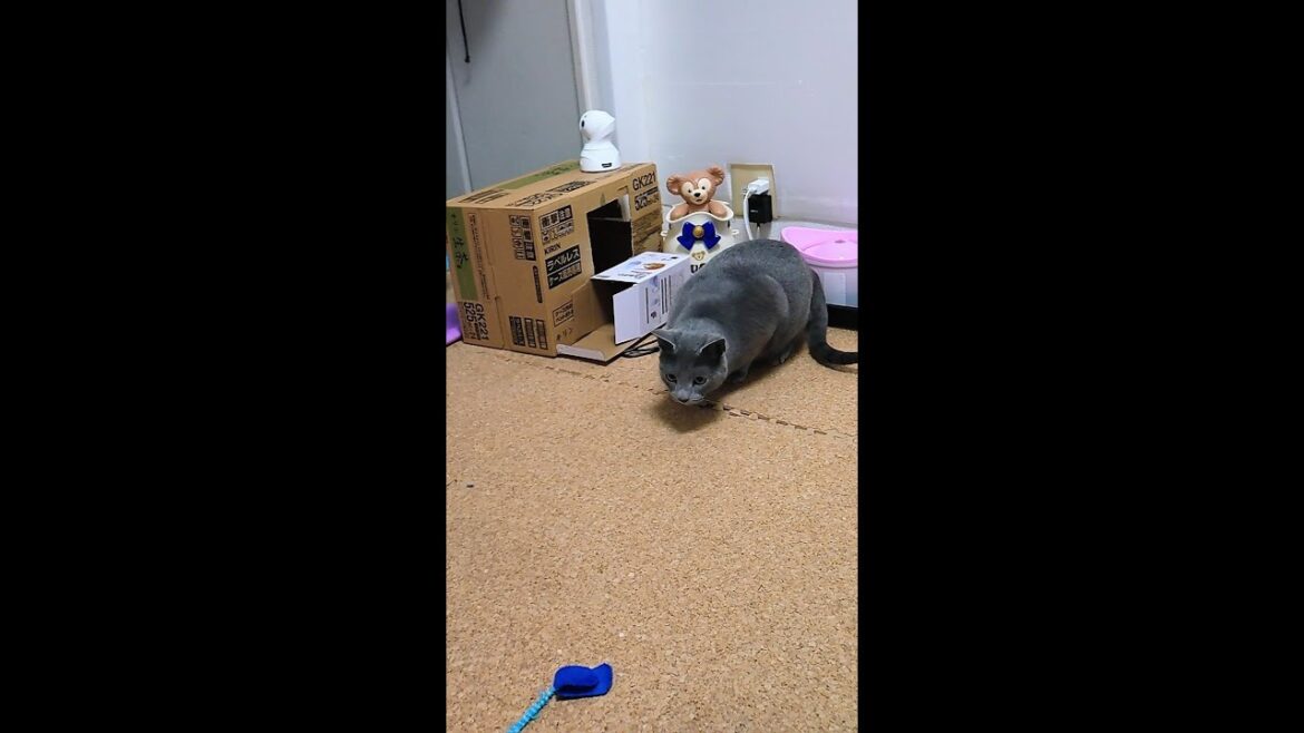 【猫動画】獲物を狙う時のロシアンブルー【russianblue】【shorts】Russian blue when aiming for prey 【猫動画】獲物を狙う時のロシアンブルー【russianblue】【shorts】Russian blue when aiming for prey