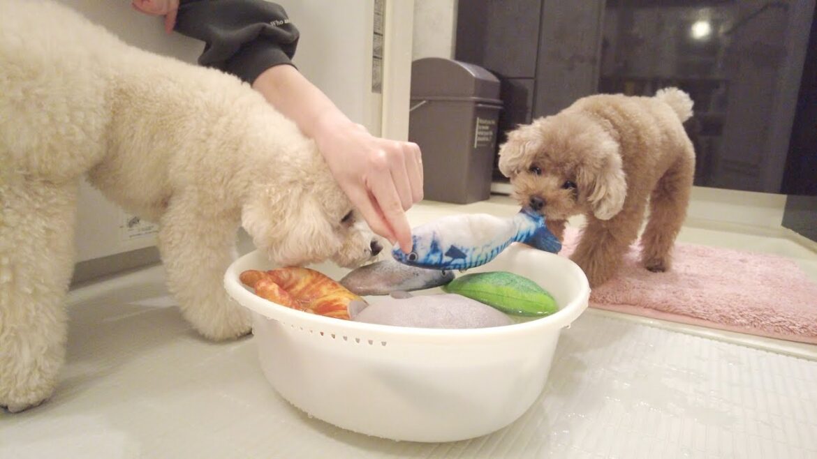 大事なおもちゃを必死に取り戻そうとする愛犬がこちら…