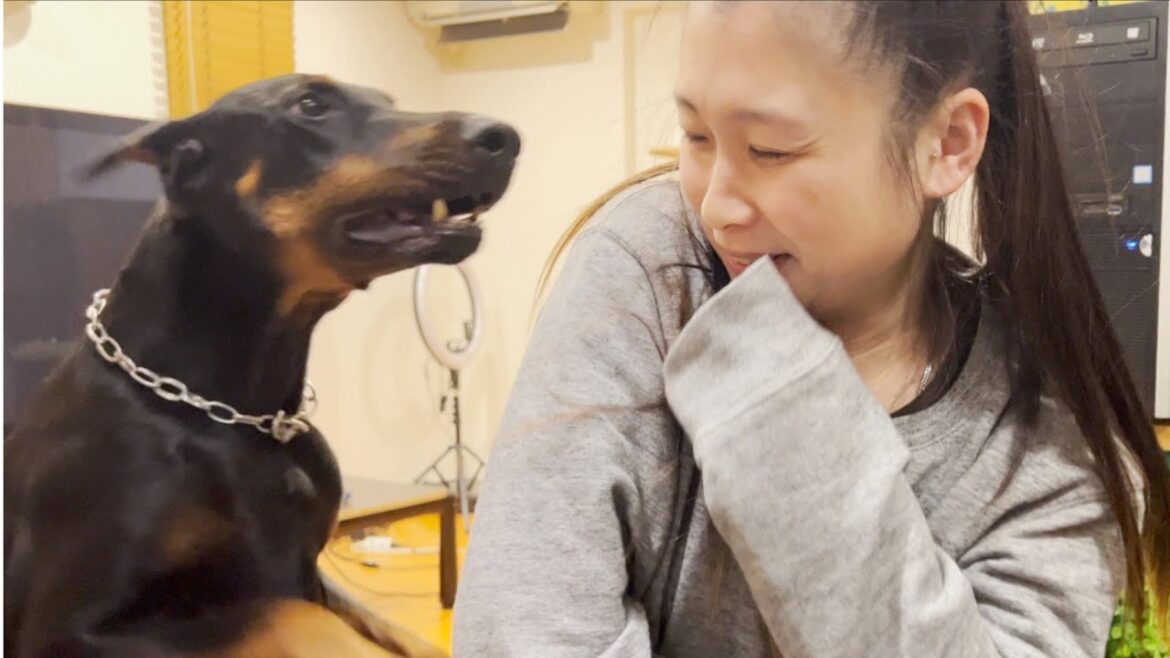 か弱い女性がドーベルマンを飼ったら...