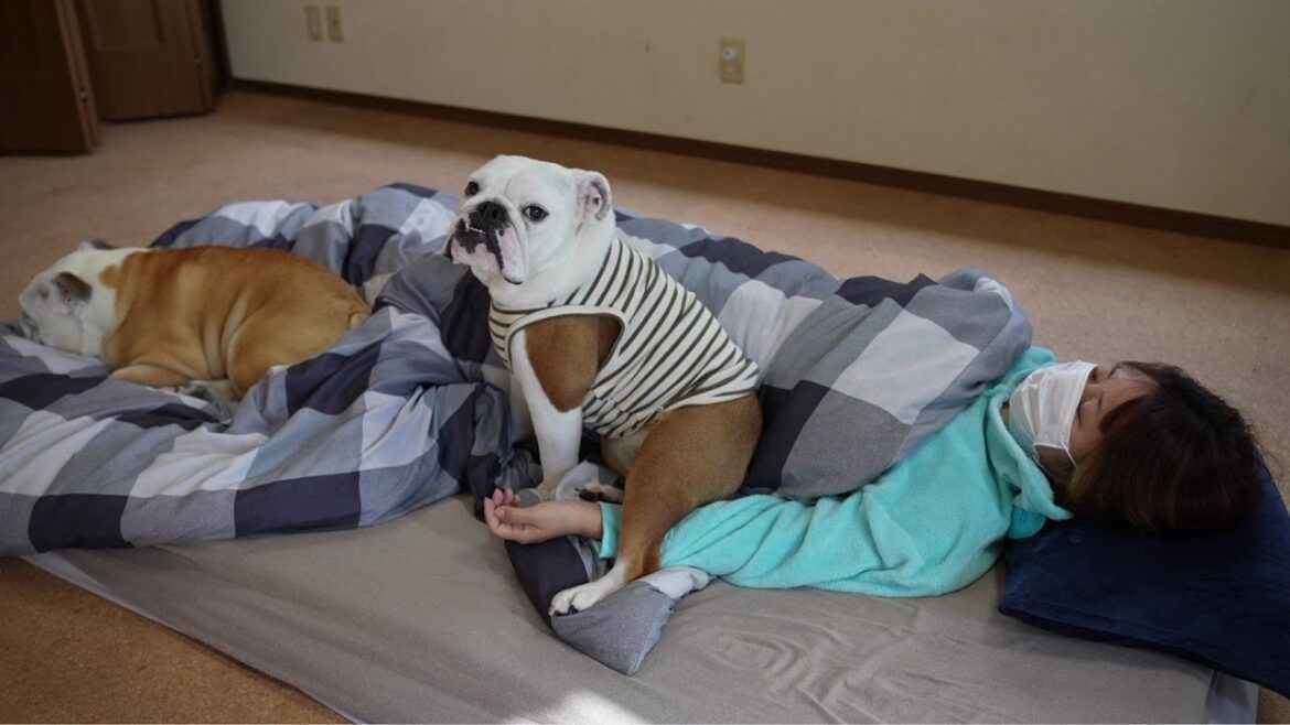 体調不良で病院から帰ってきたママを看病する愛犬の姿が優しすぎました… 体調不良で病院から帰ってきたママを看病する愛犬の姿が優しすぎました…