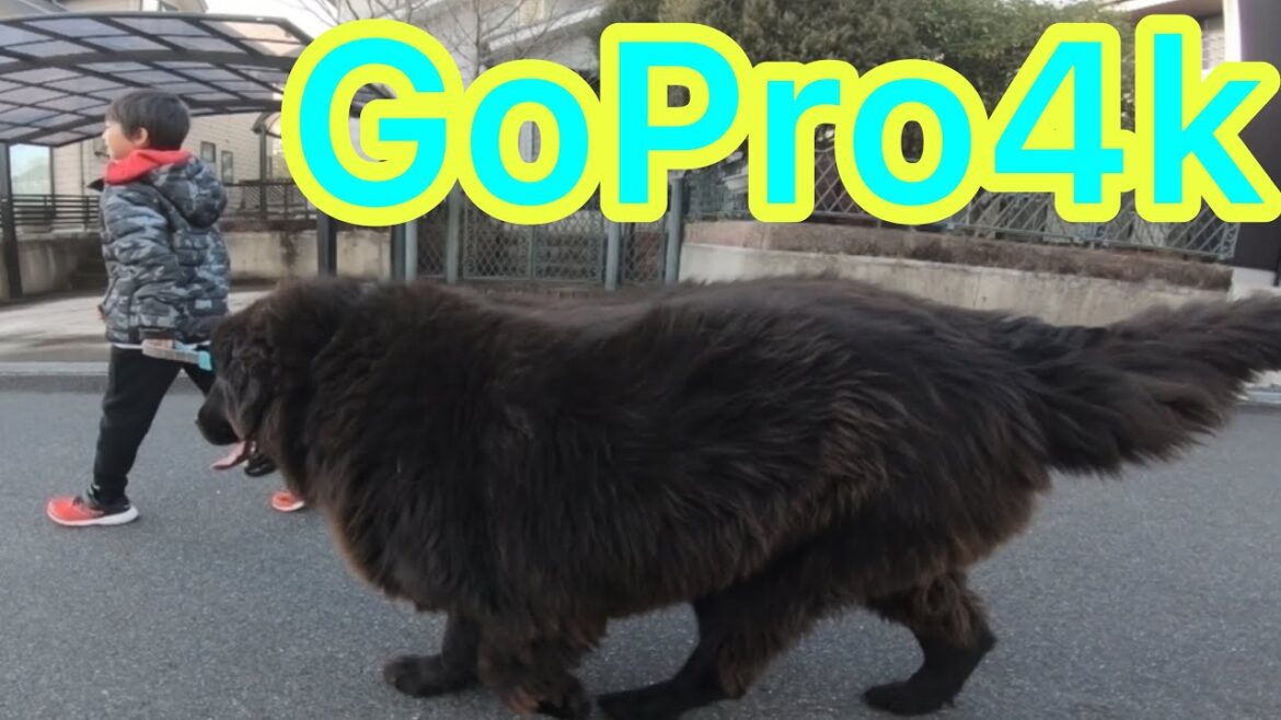 GoPro6 4k 超大型犬 ニューファンドランド グレートデーン BOSS＆Queen Giantdog newfoundlanddog　Great Danedog 渡辺ボス