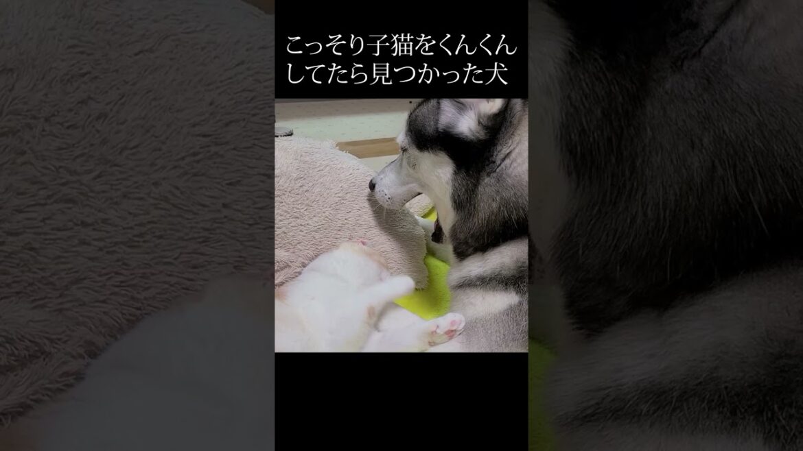 猫が好きすぎてこっそりクンクンしてたら見つかってしまったハスキー犬...